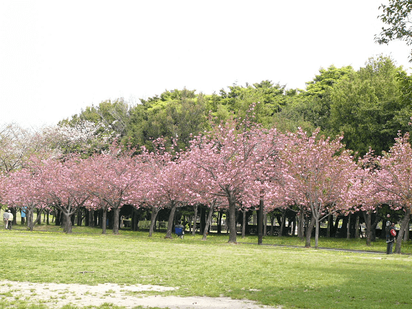 Taman Raya Cibodas