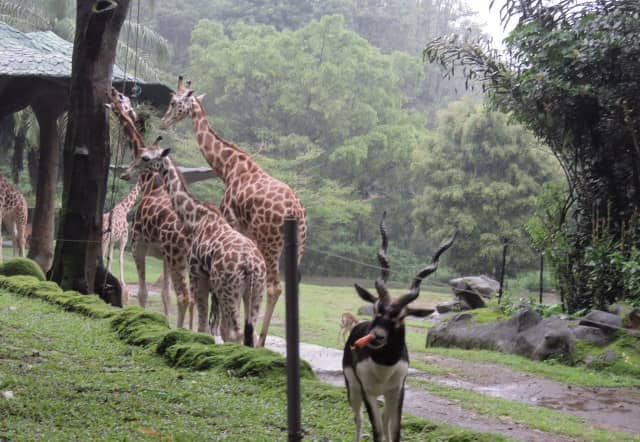 Taman Safari Indonesia