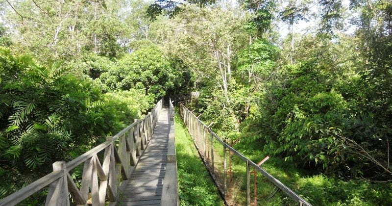 Wisata Alam Hutan Lindung Sungai Wain