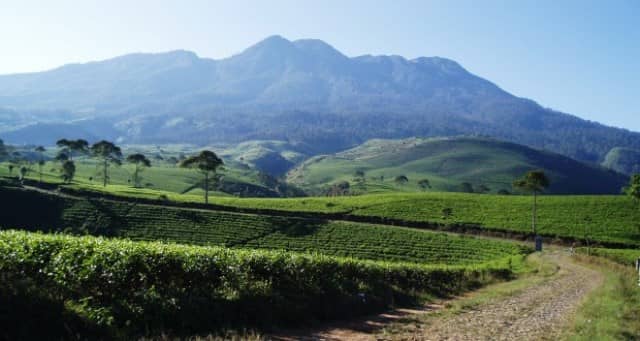 Kebun Teh Pagaliran