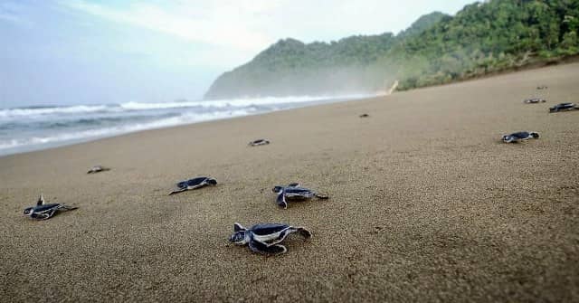 Pantai Penyu Sukamade