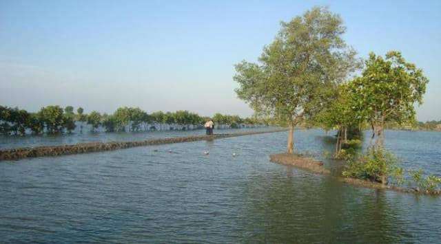 Tempat Wisata Muara Gembong