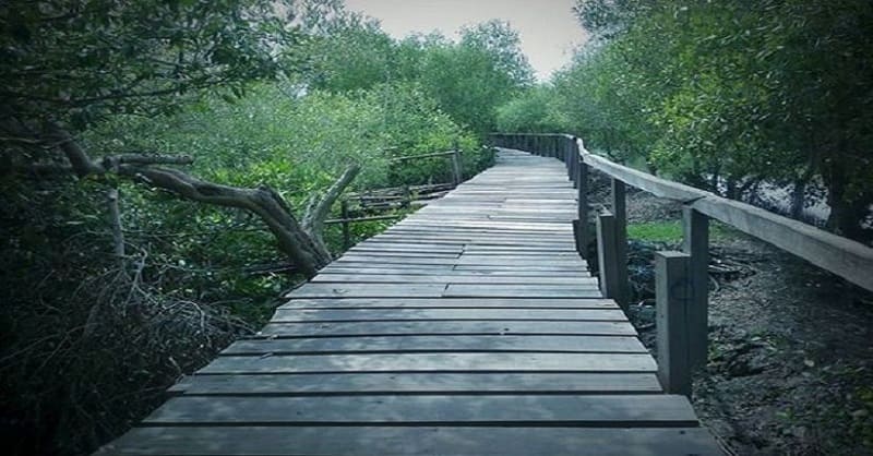 Banyu Urip Mangrove Center