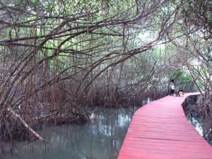 Hutan Mangrove Pasar Banggi