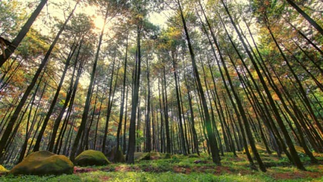 Hutan Pinus Malino