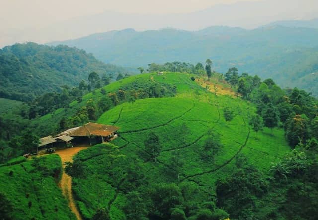 Kebun Teh Cipasung Majalengka