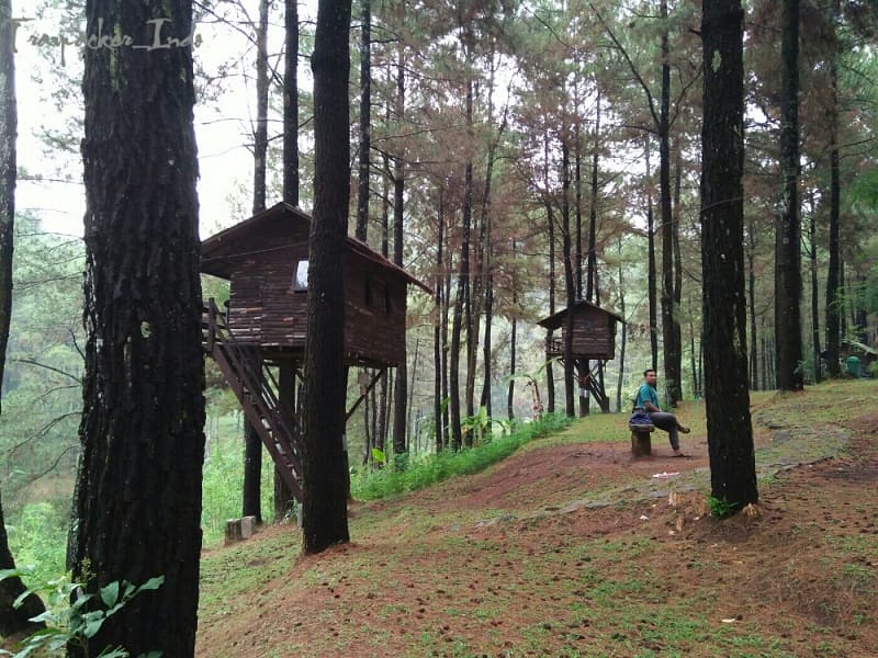 Pines Taman Dayu