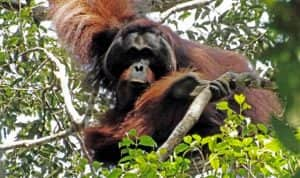 Taman Nasional Betung Kerihun