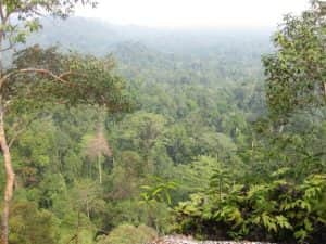 Taman Nasional Bukit Tiga Puluh