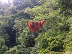 Taman Nasional Gunung Leuser