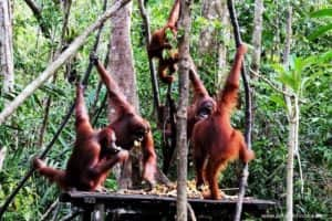 Taman Nasional Tanjung Puting