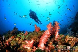 spot diving terbaik di indonesia