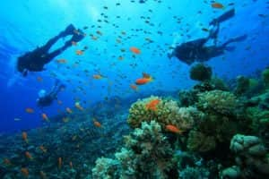 spot diving terbaik di indonesia