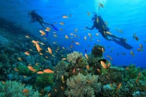 spot diving terbaik di indonesia