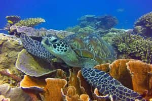 Pulau Komodo