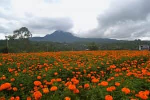 Taman Bunga Marigold