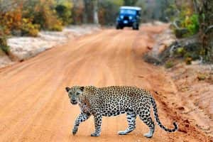 Yala National Park