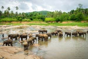 Pinnawala Elephant Orphanage