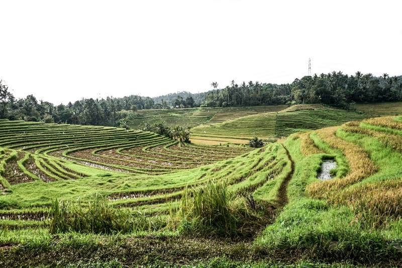 Belimbing Rice Terrace