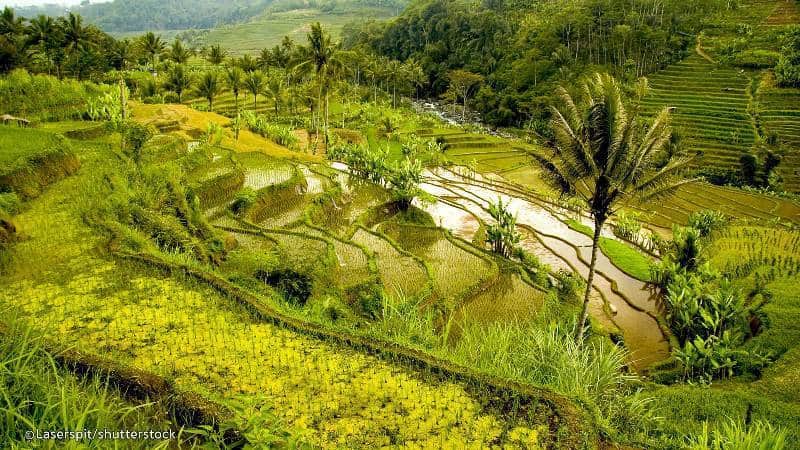 Pupuan Rice Terrace