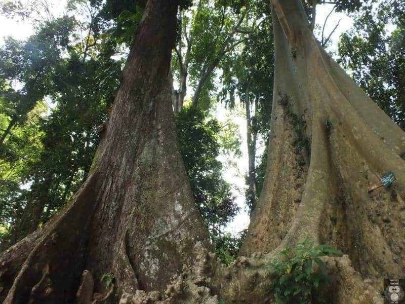 Pohon Jodoh Kebun Raya Bogor