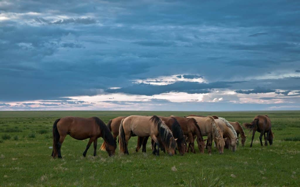 tempat wisata di mongolia