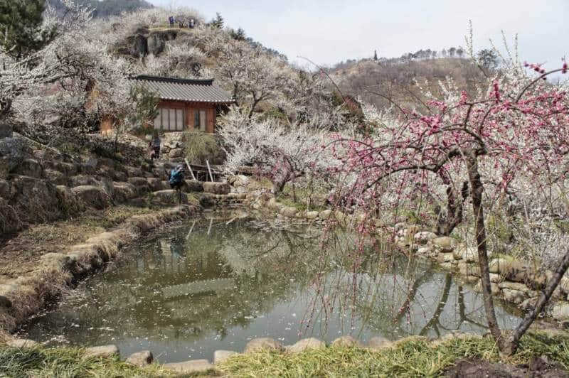 Gwangyang Maehwa Village