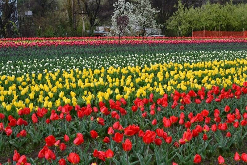 Indira Gandhi Garden