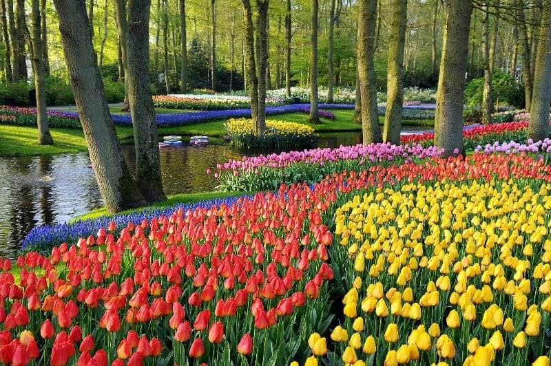Nggak Hanya Di Belanda 10 Tempat Melihat Keindahan Taman Bunga Tulip Dari Seluruh Dunia Mulai Asia Hingga Eropa Tempat Melihat Keindahan Taman Bunga Tulip