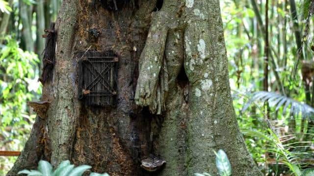  Tradisi Kuburan Bayi dalam Pohon Tarra