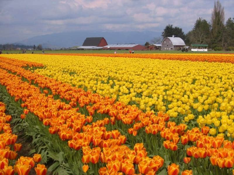 Nggak Hanya Di Belanda 10 Tempat Melihat Keindahan Taman Bunga Tulip Dari Seluruh Dunia Mulai Asia Hingga Eropa Tempat Melihat Keindahan Taman Bunga Tulip