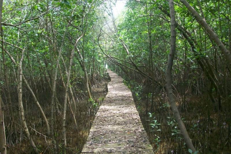  Hutan Mangrove Pemalang