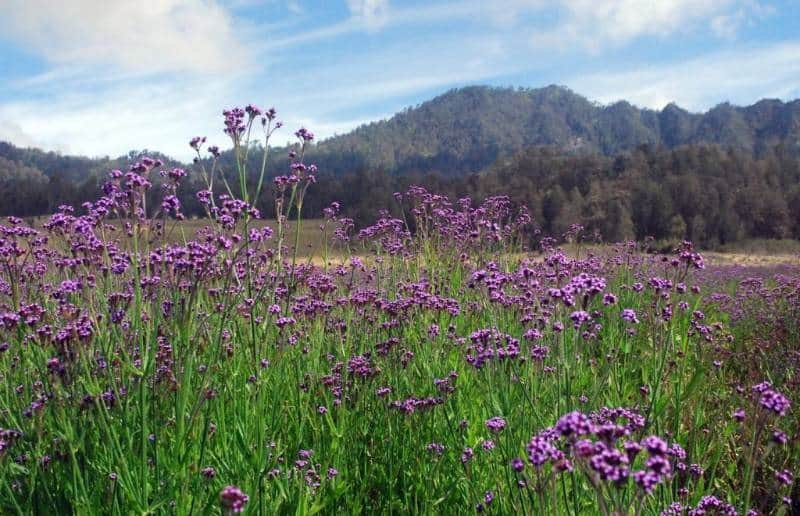 Gunung Semeru