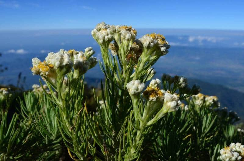  Gunung Ciremai 