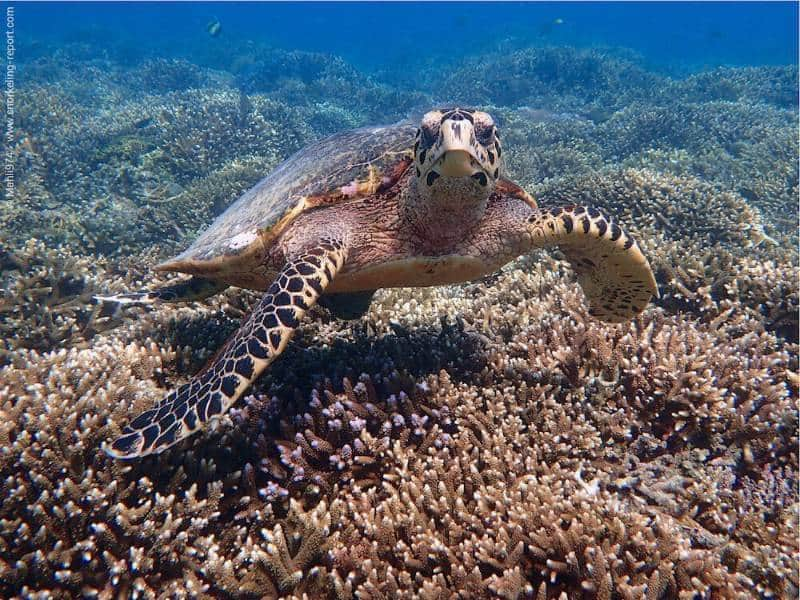 Gili Meno