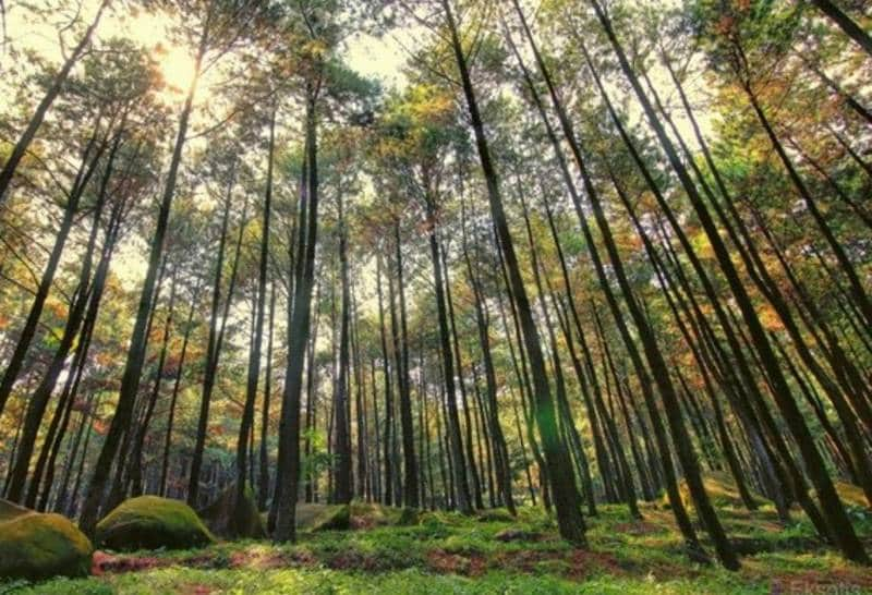 Berfoto di 7 Hutan Jati Paling Epic di Indonesia Bikin 