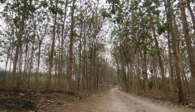 Berfoto di 7 Hutan  Jati  Paling Epic di Indonesia Bikin 