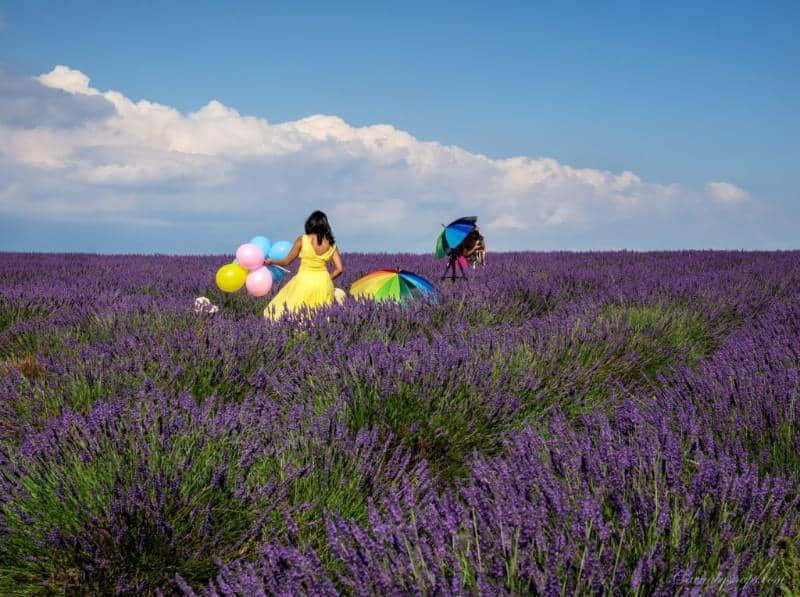 Padang lavender di Banstead