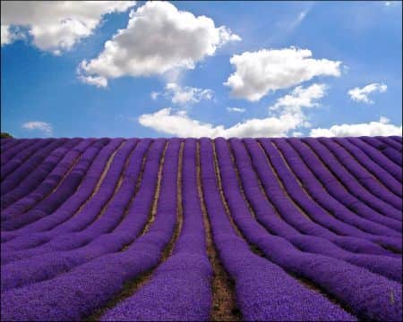 Padang lavender di Hertfordshire