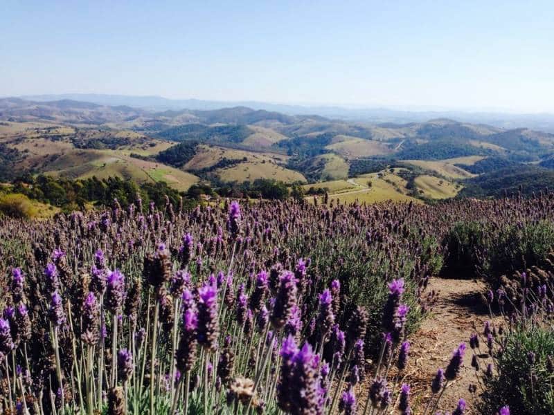 Padang lavender di Cunha
