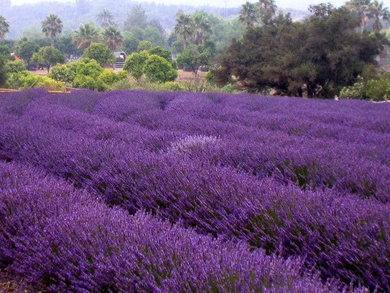 Padang lavender di California