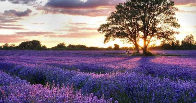  Padang lavender di Quebec