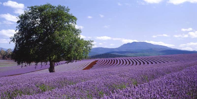 Padang lavender di Tasmania