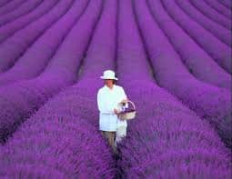 Padang lavender di Victoria