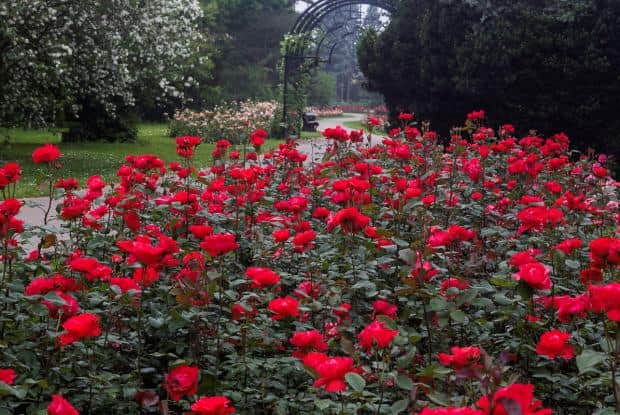 Taman Bunga Mawar di Montreal 