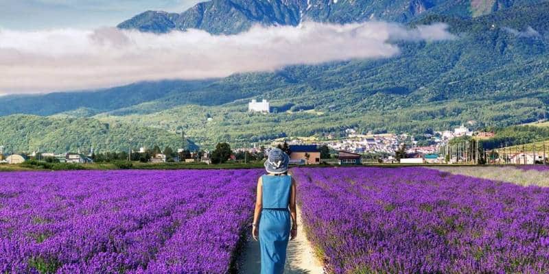  Padang lavender di Hokkaido