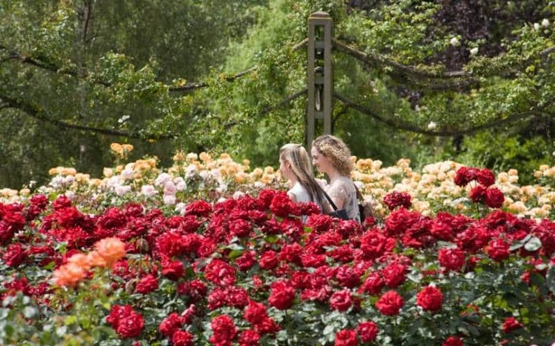 Taman Bunga Mawar di London 