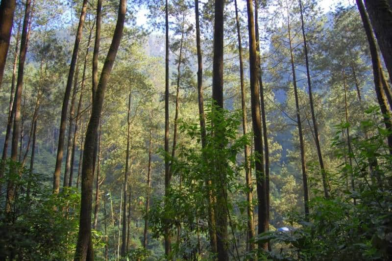 Taman Pinus Hutan Raya Juanda