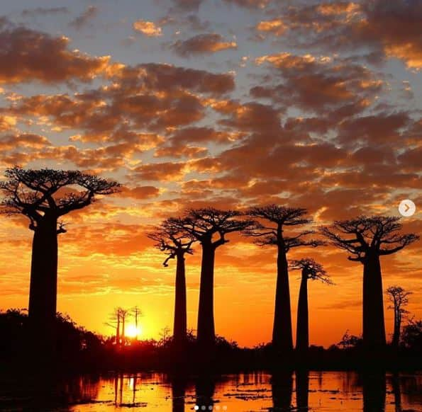 Baobab Avenue