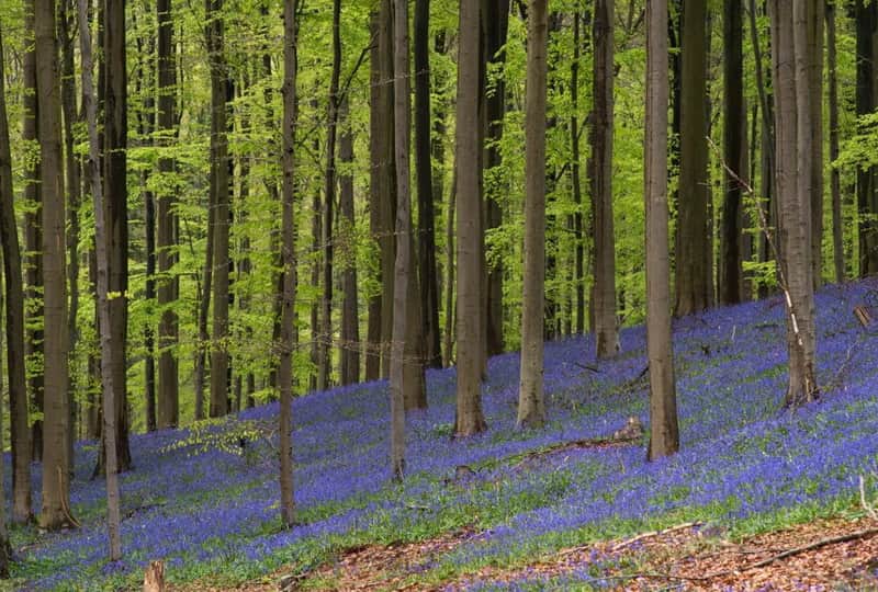 Hallerbos “The Blue Forest”